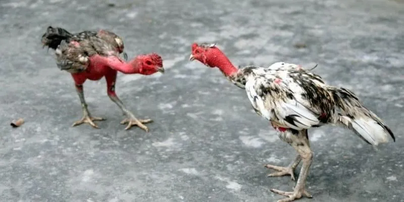 Các hình thức đá gà thường được sử dụng tại trường gà Savan
