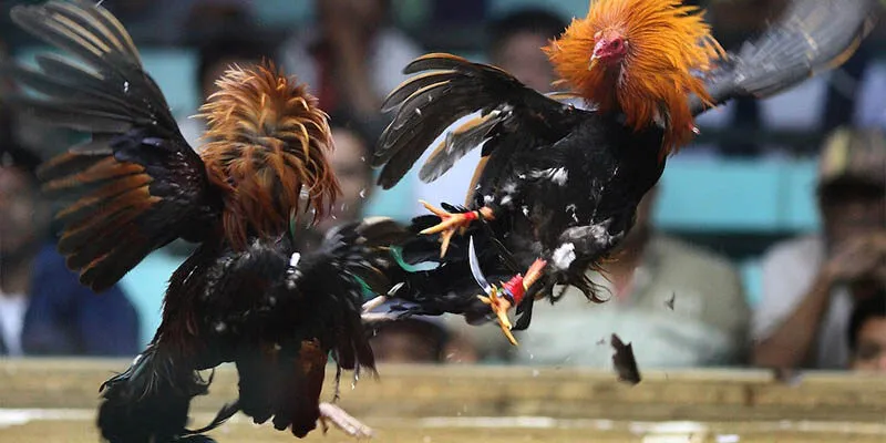 tổng quan về đá gà na99