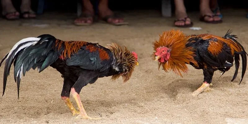 Hướng dẫn tự làm thức ăn cho gà đá tại nhà